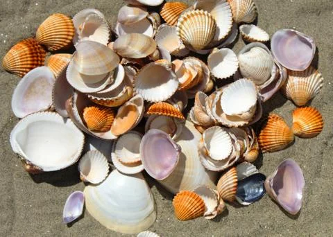 Bunch of sea shells on a sandy beach Stock-Fotos