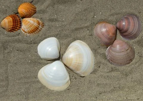 Bunch of sea shells on a sandy beach Stock Photos