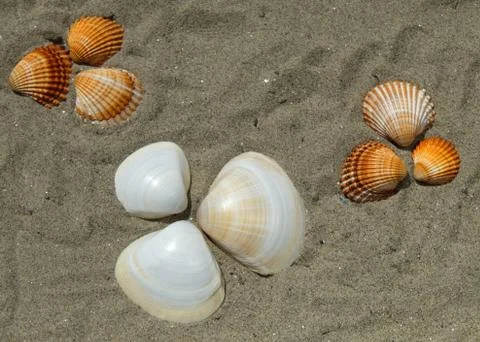 Bunch of sea shells on a sandy beach Stock Photos