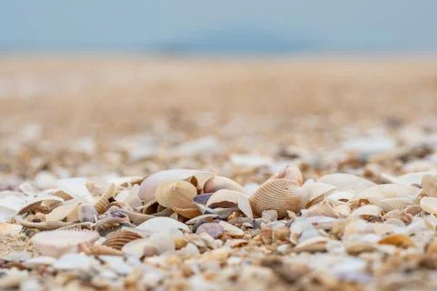 A bunch of seashells on the beach, closeup, clear sea, clear weather. Copy .. Stock Photos