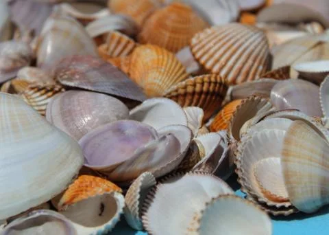 Bunch of seashells on a blue background Stock Photos