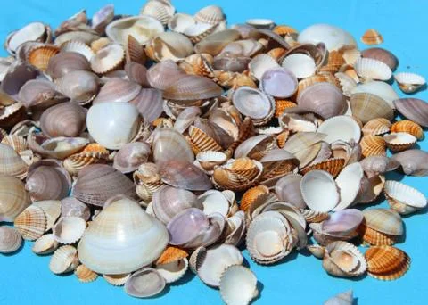 Bunch of seashells on a blue background Stock Photos