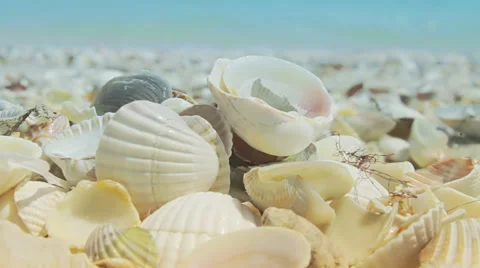 A bunch of seashells has settled on the shore of a sandy beach Stock Footage 65988778