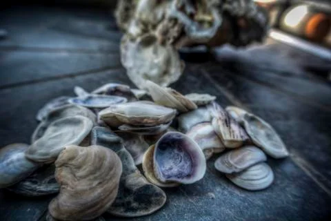 Bunch of Seashells Stock Photos