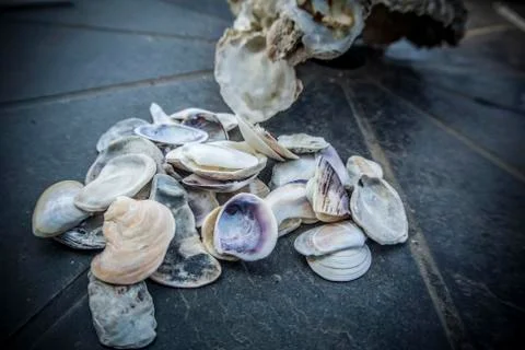 Bunch of Seashells Stock Photos