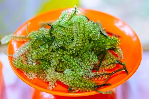 Bunch of seaweed Stock Photos