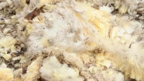 Bunch of sheared wool Stock Footage 74911829
