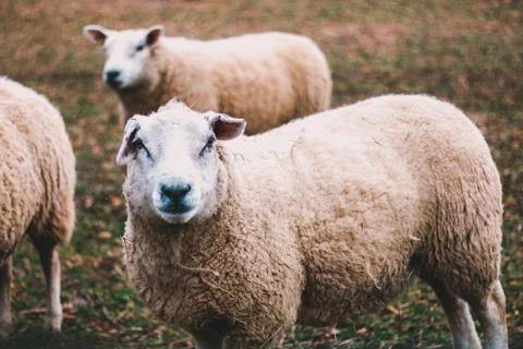 BUNCH OF SHEEP Stock Photos
