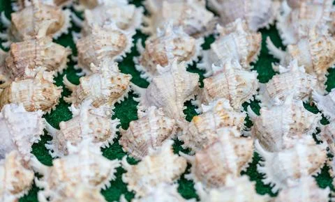 A bunch of shells are on a green surface Stock Photos