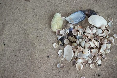 A bunch of shells of various shapes and colors on the beach sand. Stock Photos