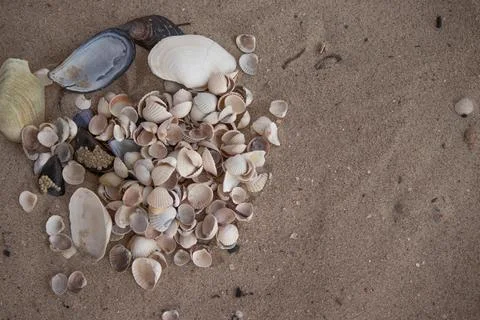 A bunch of shells of various shapes and colors on the beach sand. Stock Photos