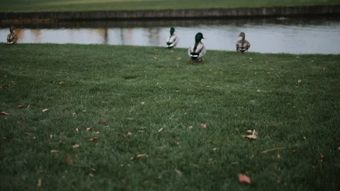 Bunch of silver gray with green head ducks flying from green grass quickly 4k Stock Footage 143500830