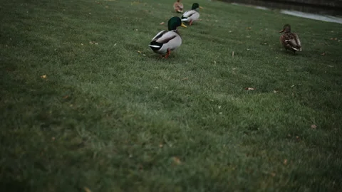 Bunch of silver gray with green head ducks flying from green grass quickly Stock Footage 143501394
