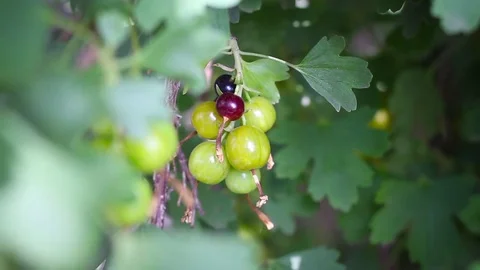 A bunch of sipping currants on the branch Video stock 74421995