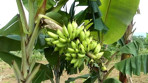 Bunch of small banana on the tree at the side of the road Video stock 123696986