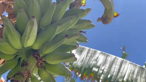 A bunch of small bananas hang on a tree, swaying in the wind. Grove in africa Stock Footage 244458620