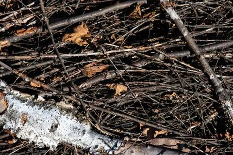 Bunch of small branches on the ground, top view Fotos Stock