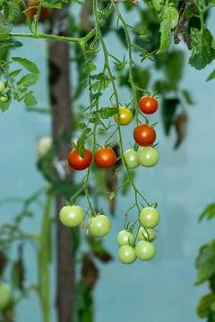 "Bunch of small cherry tomatoes growing on the bush, rich in vitamins." Stock Photos