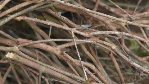 Bunch of small dried tree branches cut for firewood Stock Footage 289121663
