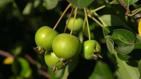 A bunch of small green apples hangs on a branch. macro view. Stock Footage 202238685
