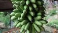 Bunch of small green bananas HD Footage
