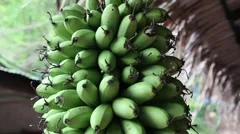 A large bunch of organic bananas on a ba, Stock Video