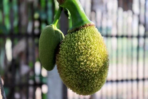 Bunch of small jack fruit with tree, bunch of jack fruit hanging on a tree Stock Photos