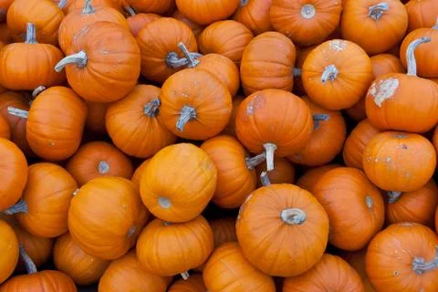 Bunch of small orange pumpkins Stock Photos
