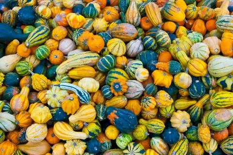 Bunch of small pumpkins Stock-Fotos