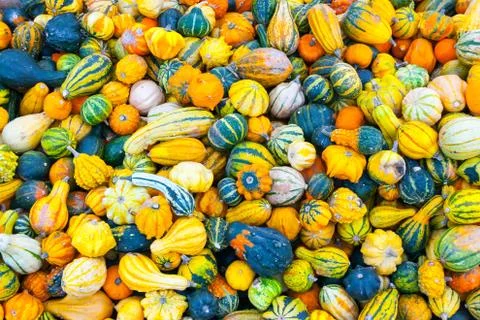 Bunch of small pumpkins Stock Photos