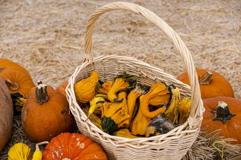 Bunch of Small Pumpkins in a Weaved Basket on Display Stock Photos