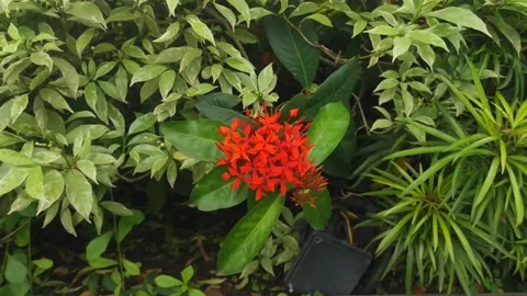 A bunch of small red flowers in a beautiful garden Stock Footage 169176683