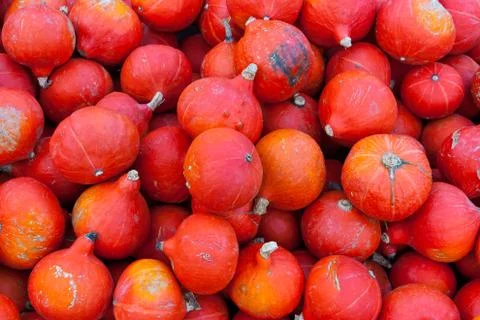 Bunch of small red pumpkins Stock-Fotos