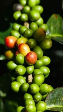 Bunch of small round fruit Stock Photos