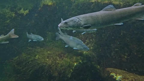 A bunch of small trouts swimming Stock Footage 269548807