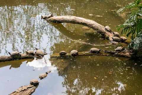 A bunch of small turtle's sitiing on a tree trunk in the lake. Stock Photos