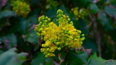 Bunch of small yellow flowers Stock Footage 74434175