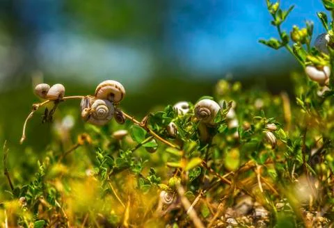Bunch of snails Stock Photos