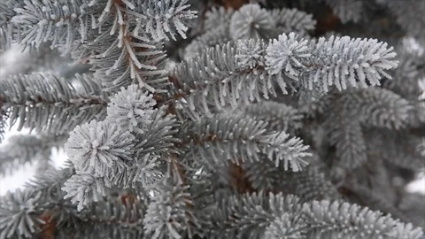 A Bunch Of Snow Covered Pine Trees Stock Footage 100735851