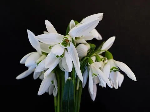Bunch of snowdrops, bouquet of fresh spring flowers Stock Photos
