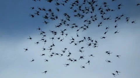 A bunch of spider cubs in a web Stock Footage 151685899