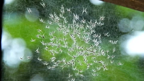 A bunch of spider cubs in a web Stock Footage 151685974