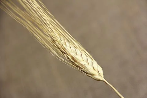 A bunch of spikelets of ripe rye Stock Photos