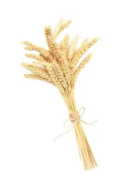 Bunch spikelets of wheat isolated on white background Stock Photos