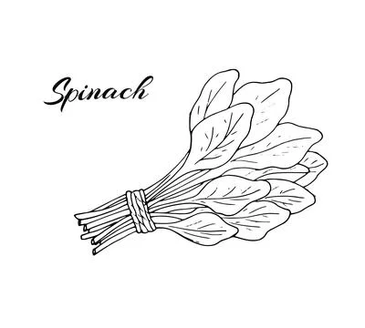 A bunch of spinach leaves for salad. For menu, recipe, and market poster desi Stock Illustration