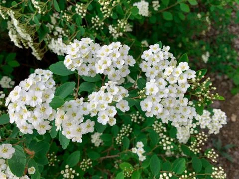 Bunch of Spiraea Van Houtte with small white flowers. Stock Photos