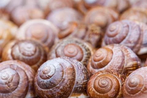 Bunch of spiral snails shells. abstract shapes. selective focus photo Stock Photos