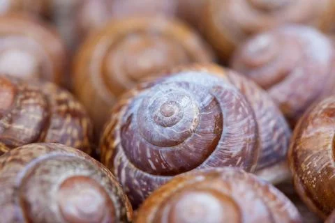 Bunch of spiral snails shells. abstract shapes. selective focus photo Stock Photos