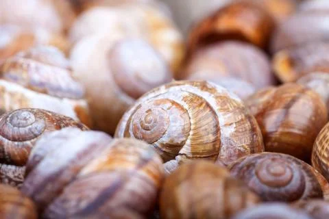 Bunch of spiral snails shells. selective focus. abstract macro photo Stock Photos