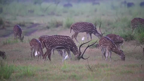Bunch of Spotted deer browsing on the grass Video stock 246846783